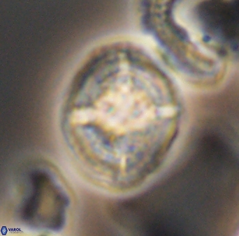 Cretarhabdus conicus 10094