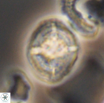 Cretarhabdus conicus 10094