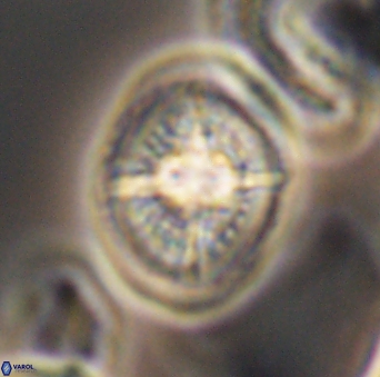 Cretarhabdus conicus 10095