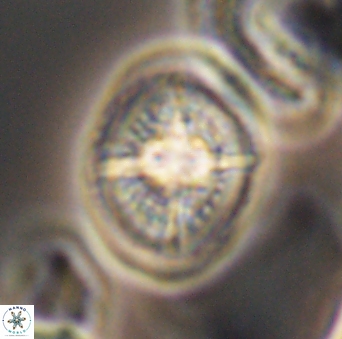 Cretarhabdus conicus 10095