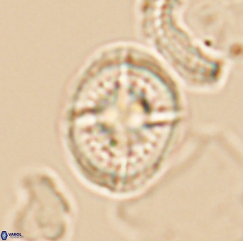 Cretarhabdus conicus 10096