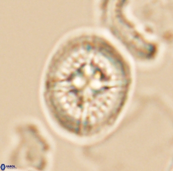 Cretarhabdus conicus 10097