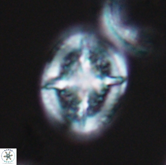 Cretarhabdus conicus 10098