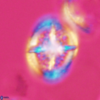 Cretarhabdus conicus 10099