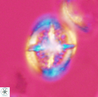 Cretarhabdus conicus 10099