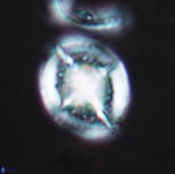 Cretarhabdus conicus 10100