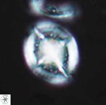 Cretarhabdus conicus 10100
