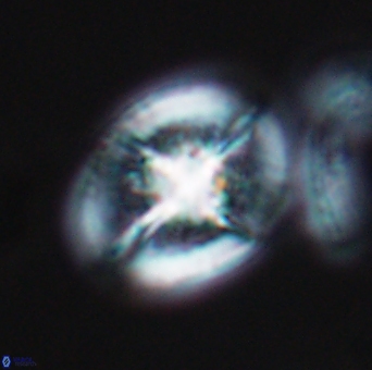 Cretarhabdus conicus 10102