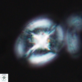 Cretarhabdus conicus 10102