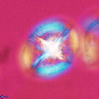 Cretarhabdus conicus 10103