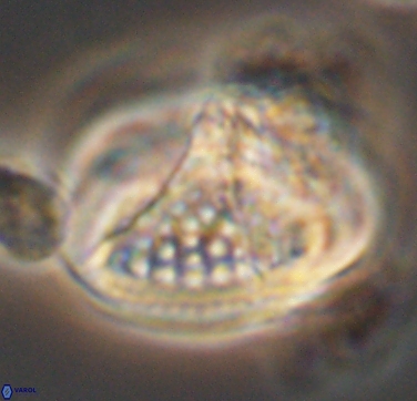 Cretarhabdus conicus 10432