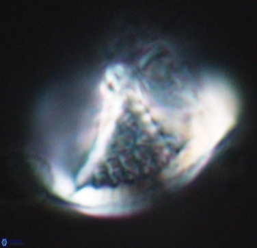 Cretarhabdus conicus 10433