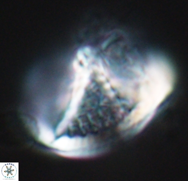 Cretarhabdus conicus 10433
