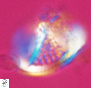 Cretarhabdus conicus 10434