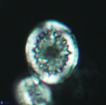 Cretarhabdus conicus 3074