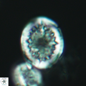 Cretarhabdus conicus 3074