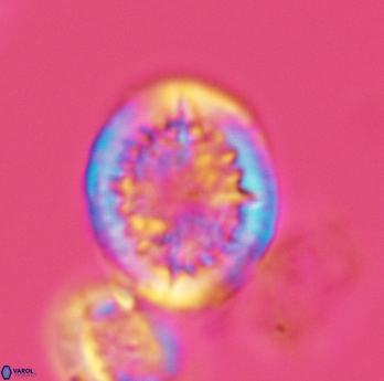 Cretarhabdus conicus 3075