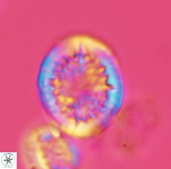 Cretarhabdus conicus 3075