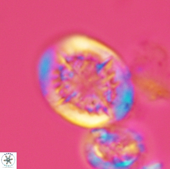 Cretarhabdus conicus 3076