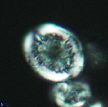 Cretarhabdus conicus 3077