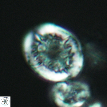 Cretarhabdus conicus 3077
