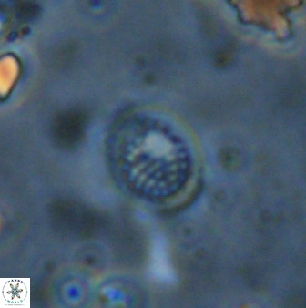 Cretarhabdus circularis 41102