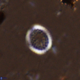 Cretarhabdus circularis 41106