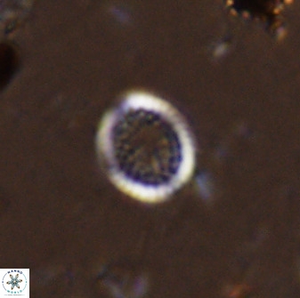 Cretarhabdus circularis 41106