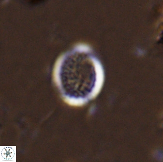 Cretarhabdus circularis 41108