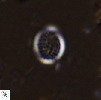Cretarhabdus circularis 41109
