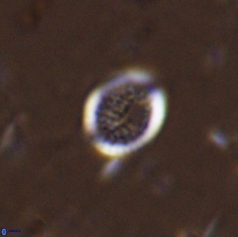 Cretarhabdus circularis 41110