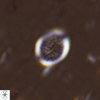 Cretarhabdus circularis 41110