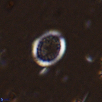 Cretarhabdus circularis 41112