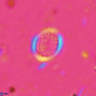 Cretarhabdus circularis 41113