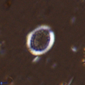Cretarhabdus circularis 41114