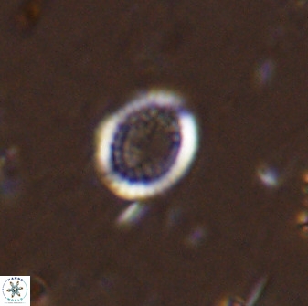 Cretarhabdus circularis 41114