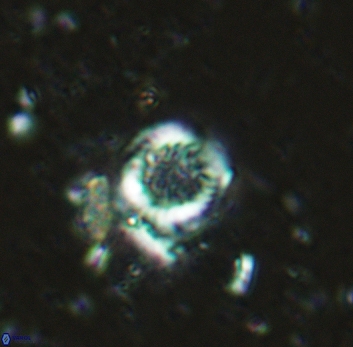 Cretarhabdus circularis 5419