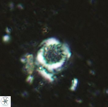Cretarhabdus circularis 5419