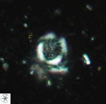 Cretarhabdus circularis 5421
