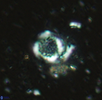 Cretarhabdus circularis 5423