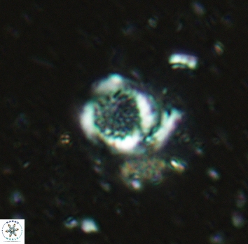 Cretarhabdus circularis 5423