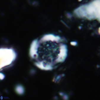 Cretarhabdus circularis 889