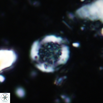 Cretarhabdus circularis 889