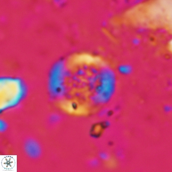 Cretarhabdus circularis 890