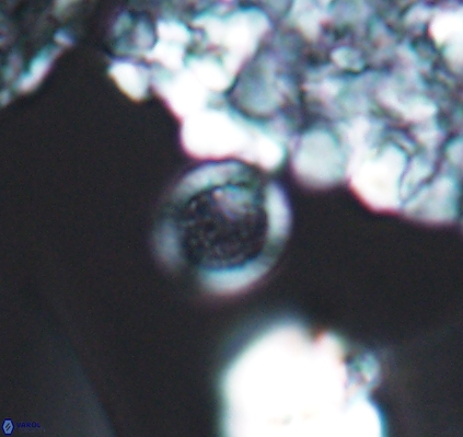 Cretarhabdus circularis 10945