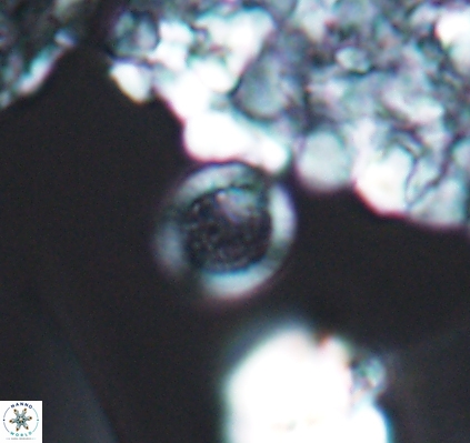 Cretarhabdus circularis 10945