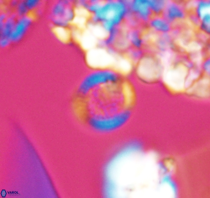 Cretarhabdus circularis 10946