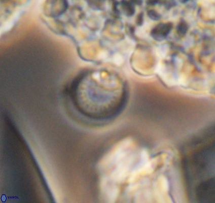 Cretarhabdus circularis 10947