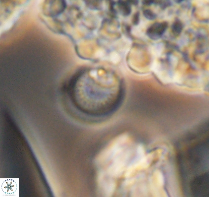 Cretarhabdus circularis 10947