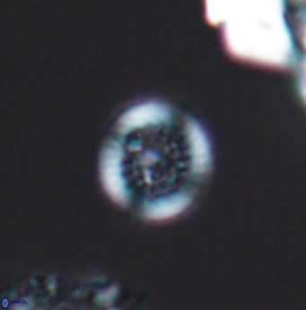 Cretarhabdus circularis 11945